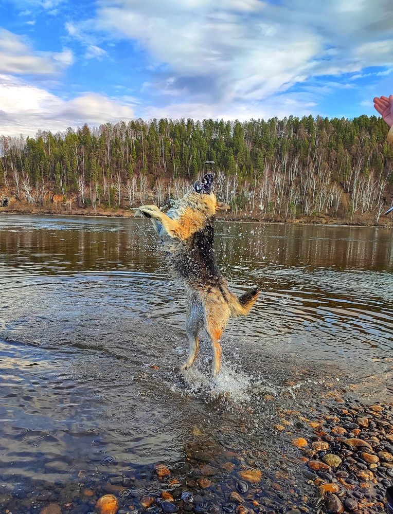 Собачий восторг