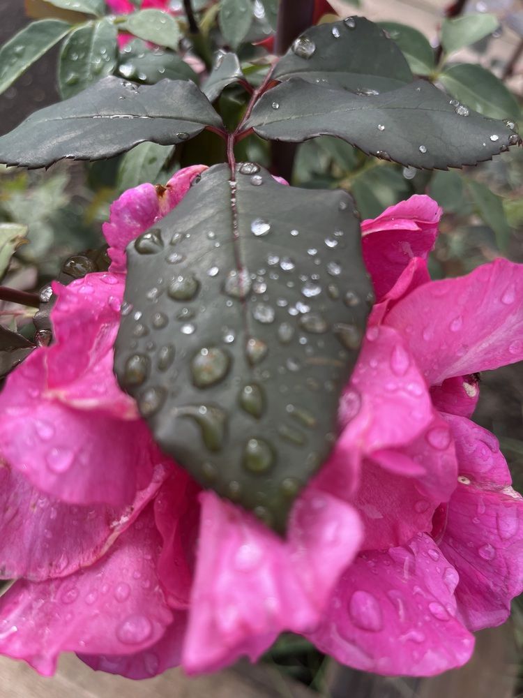 Под зонтиком…!