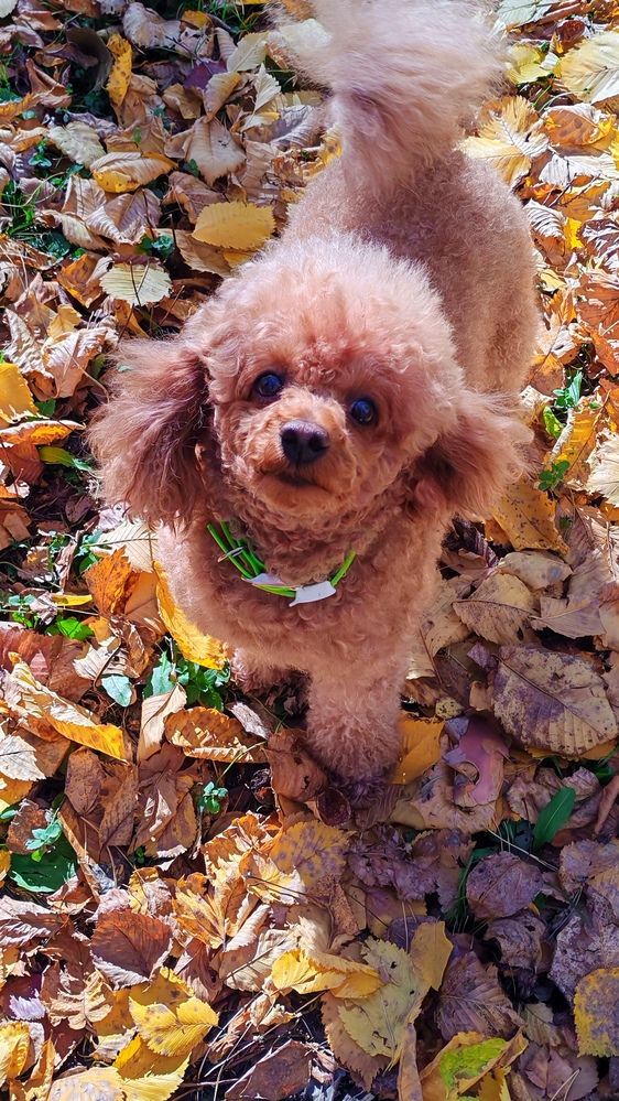 Фотография автора Наталья Шендяпина