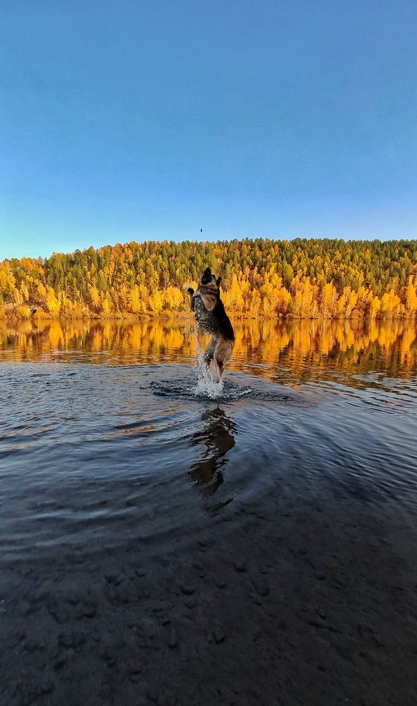 Собачий вальс