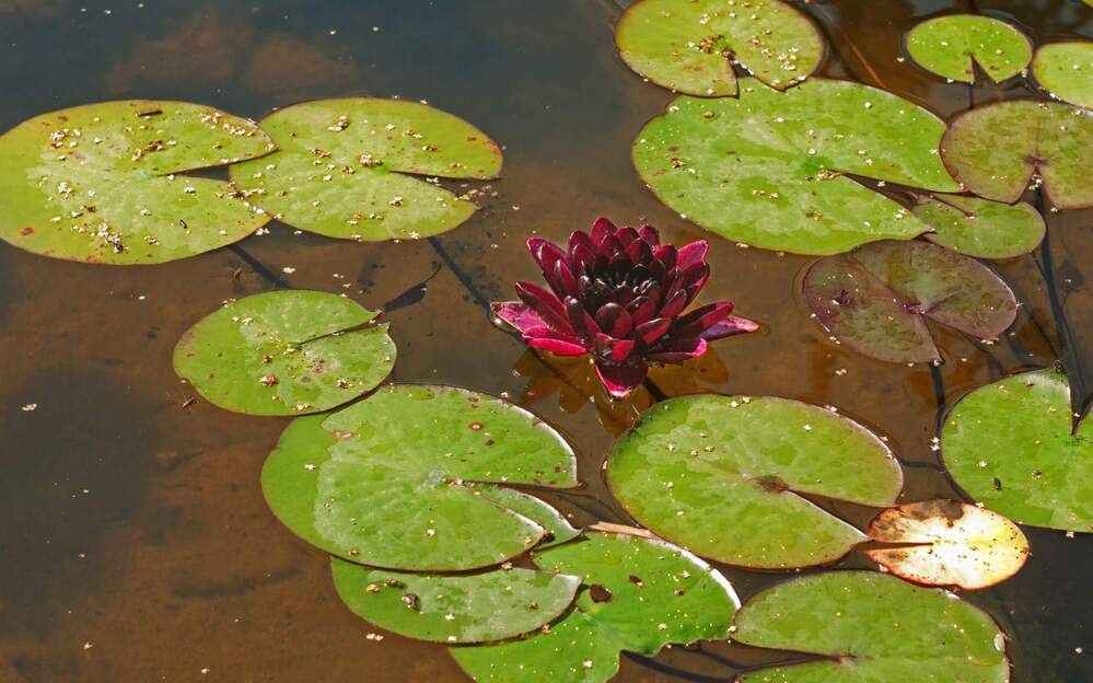 Фотография автора Александра
