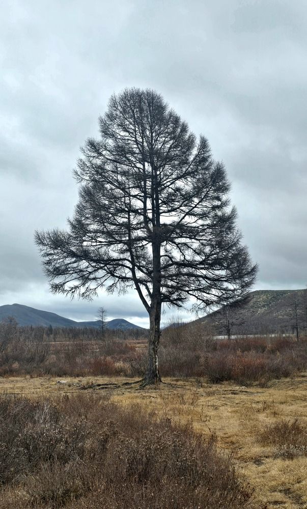 Photograph by Лариса Ким
