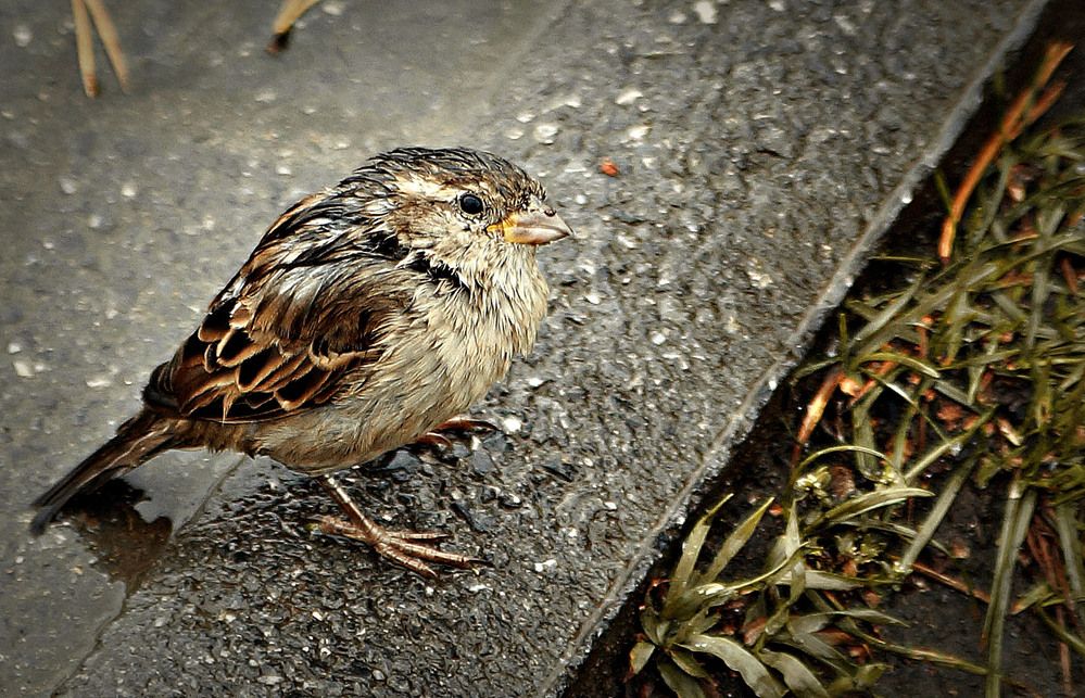 Желторотик воробушек. Мокро и холодно.