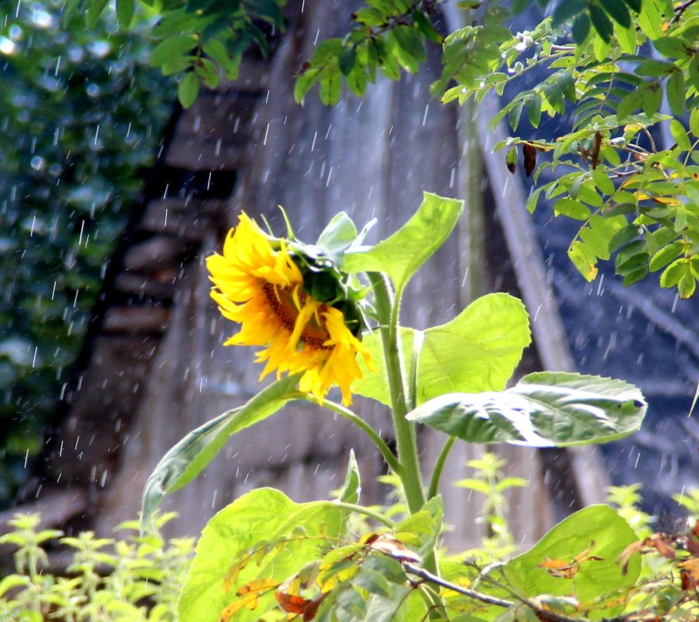 Photograph by Жанна Нечаева