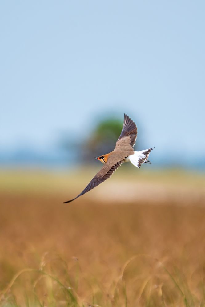 Freedom in the Skies