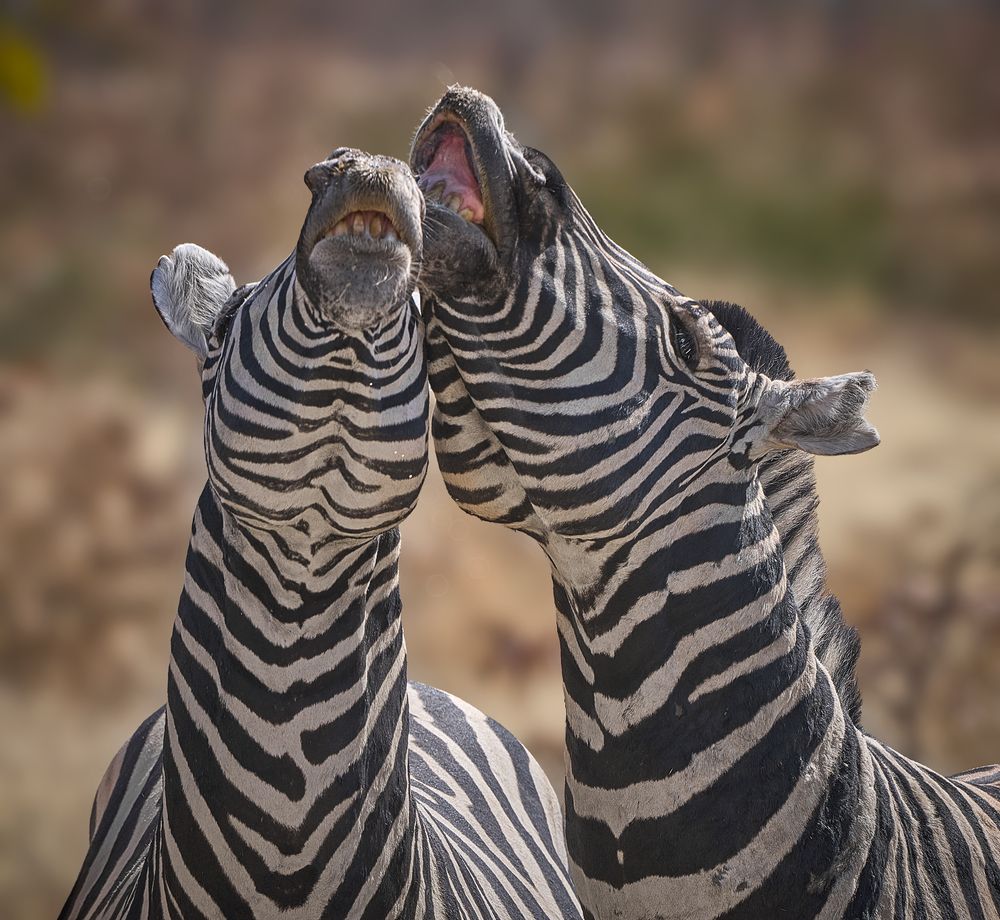 Photograph by Boris Bekelman