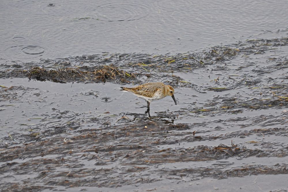 Фотография автора Инна Миронова