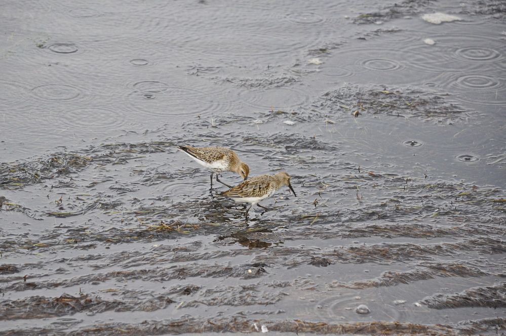 Фотография автора Инна Миронова