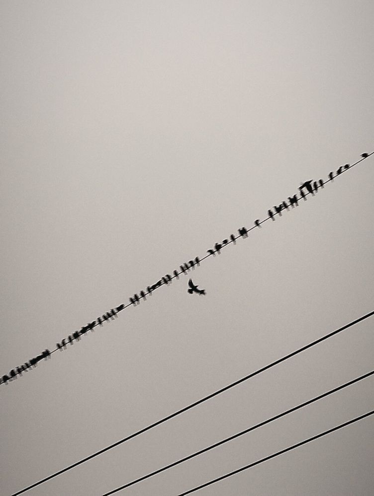 Hang in Line
