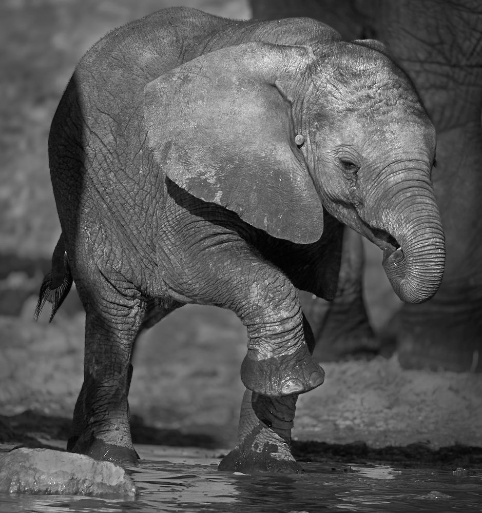 Photograph by Boris Bekelman