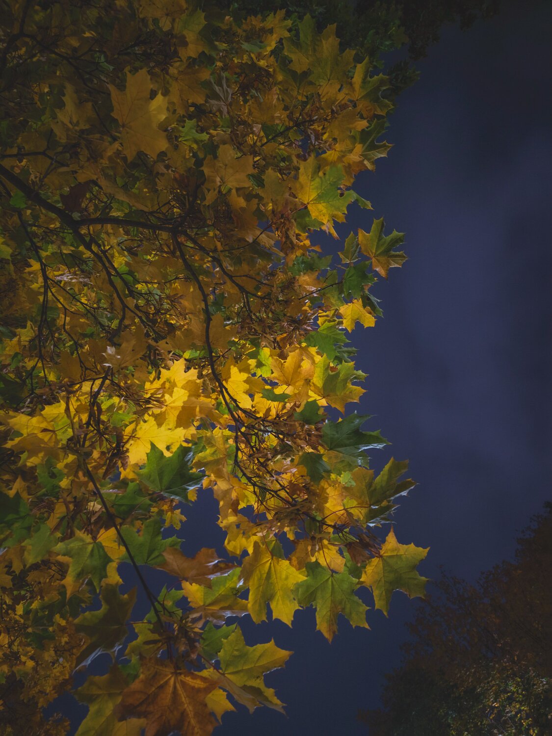 Photo #12636185