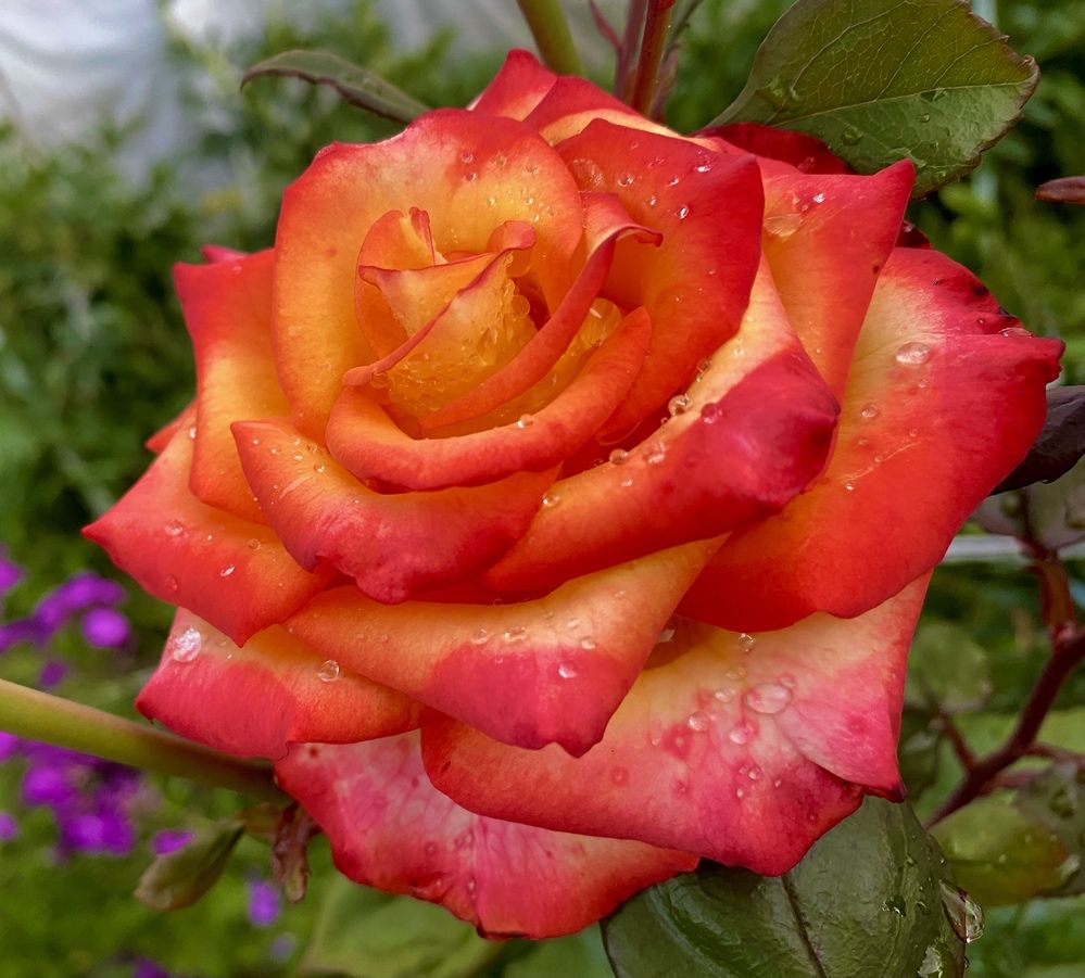 Под музыку дождя