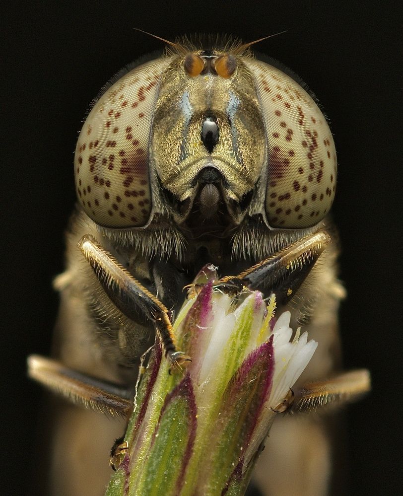 Фотография автора Eduardo Salvador Cabrera