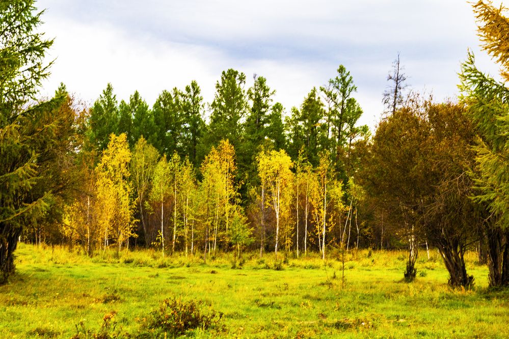 Листья у берез начинают желтеть.
