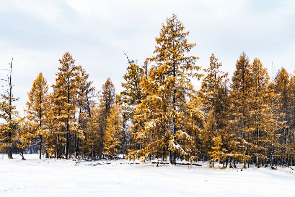 Снег в сентябре.