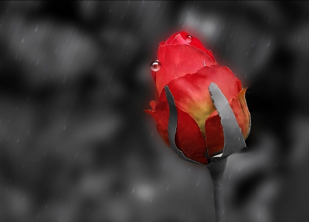 Photograph by Tajouj Hamadto