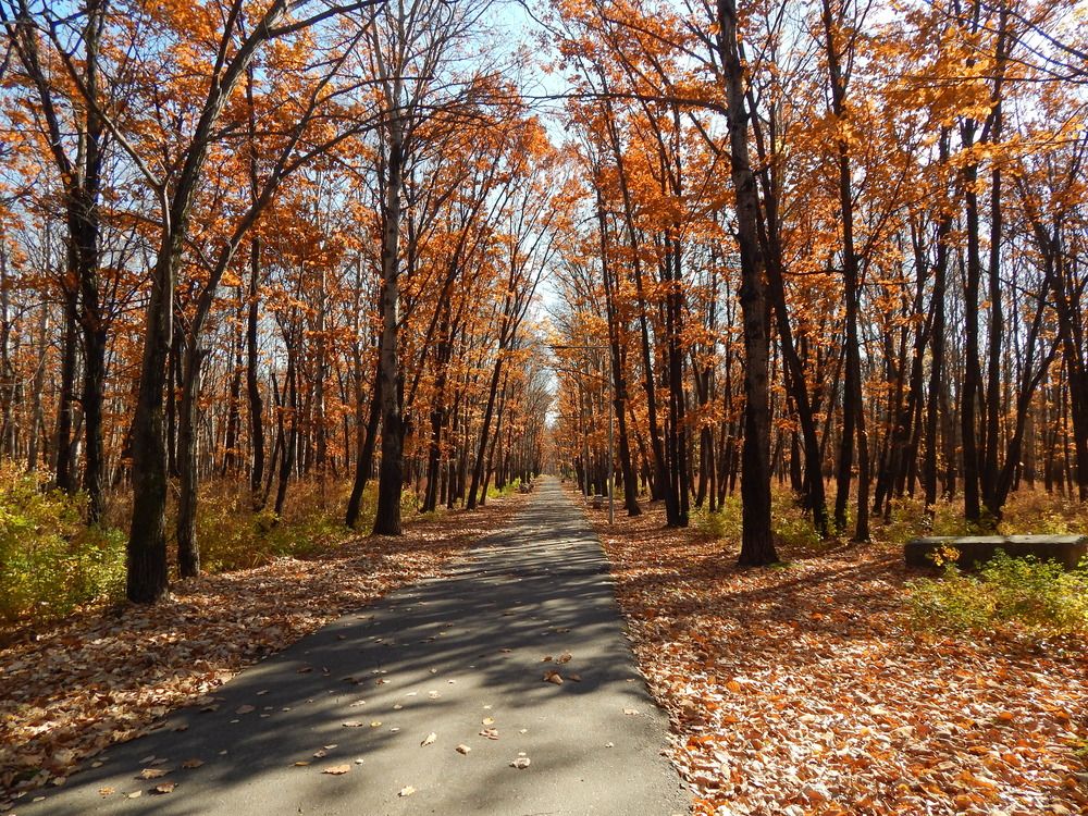 Поздняя осень. Рыжая листва.