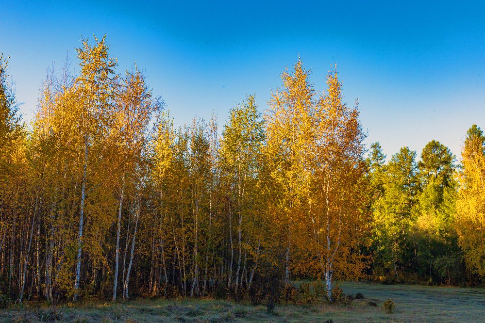 Осенним утром.