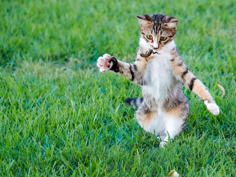 No Mice, Cats Catch Lizards