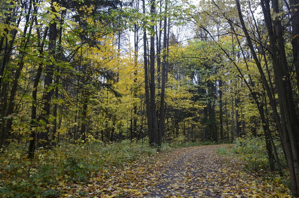 Фотография автора Алексей Власов