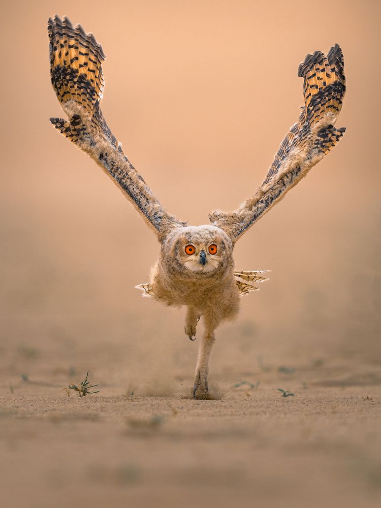Фотография автора Ahmed Sobhi