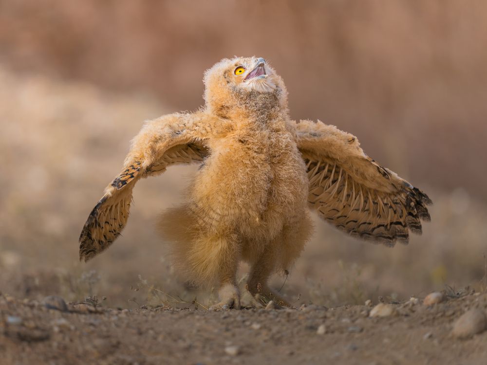 Фотография автора Ahmed Sobhi