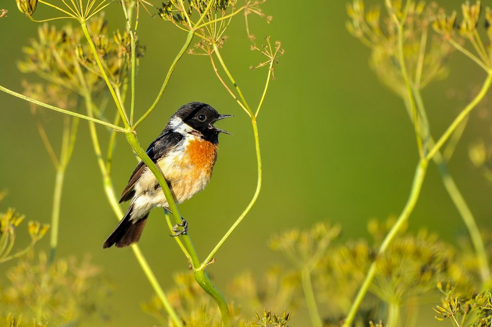 Photograph by Ян Адамсон