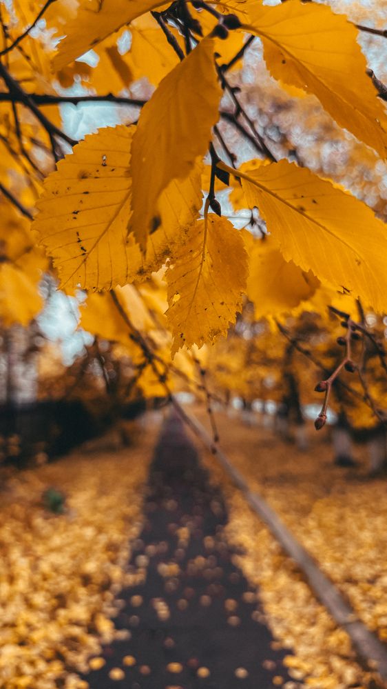 Фотография автора Ирина Павлова