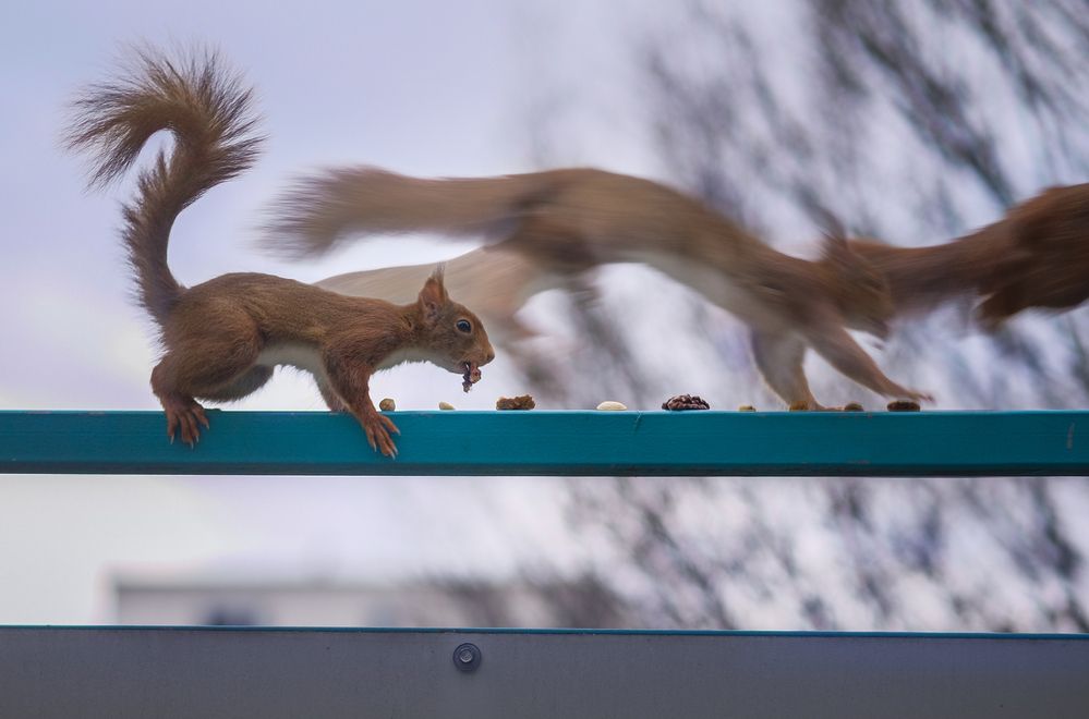 Фотография автора Mojtaba Chenari