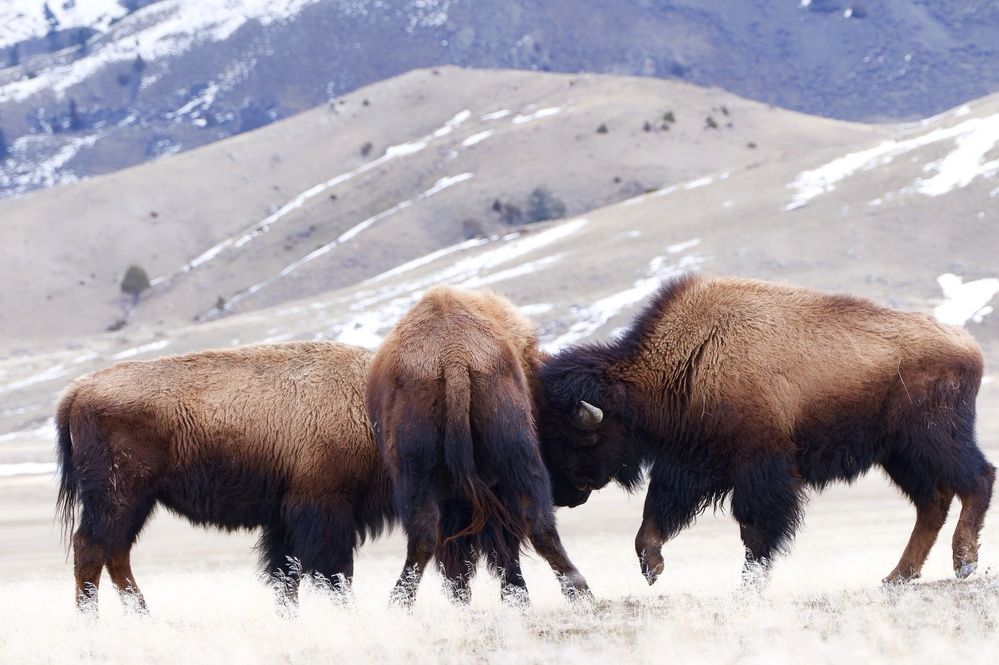 Bisons