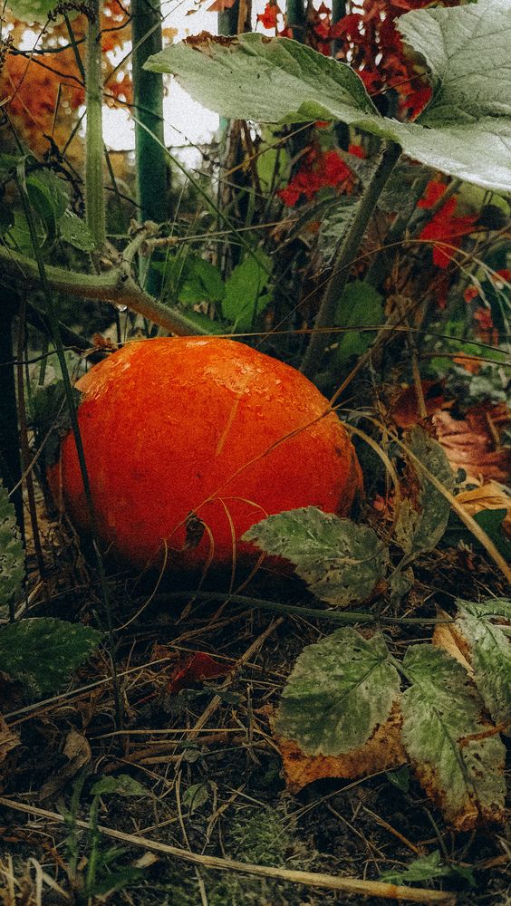 Photograph by Людмила Горячева