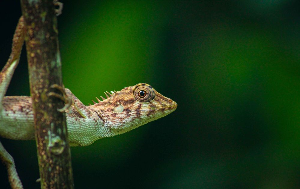 Photograph by Dinithi Wijerathna