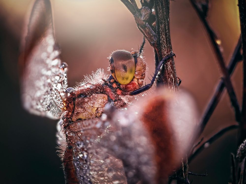 Photograph by Lapshina Vladlena
