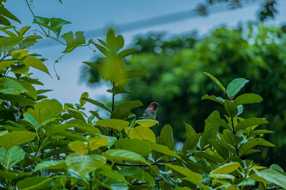 Фотография автора Shuvadeep Paul