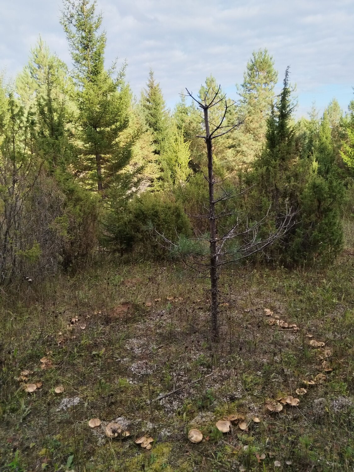 Photo #12639309