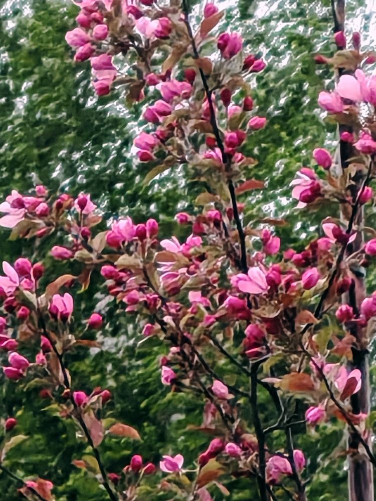 Фотография автора Наталья Шендяпина