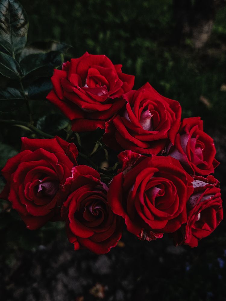 Photograph by Кристина Альшанская