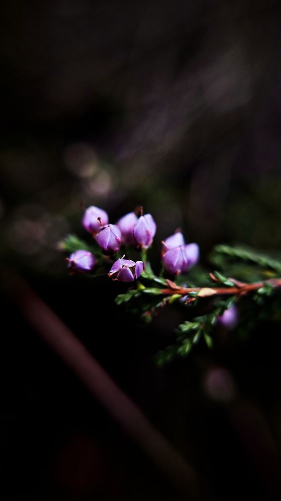 Photo #12640054