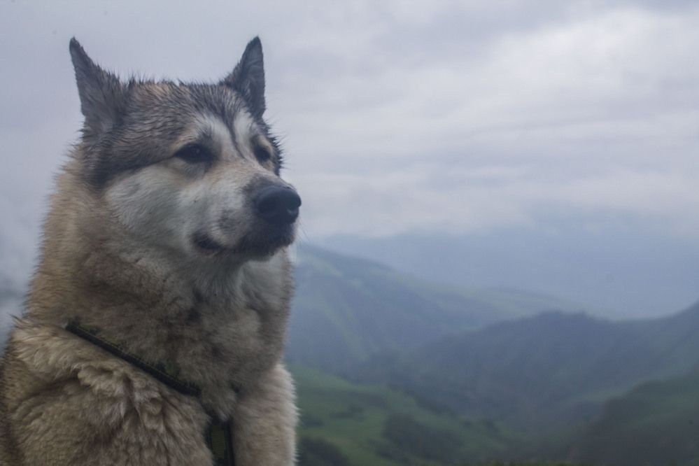 бывалая