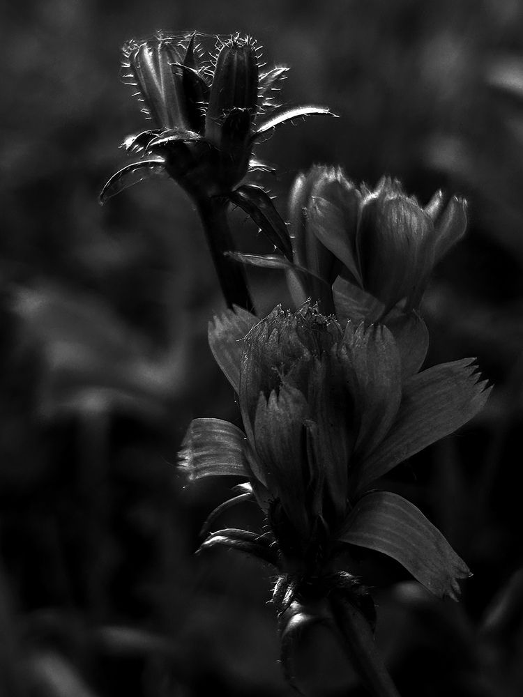 Photograph by Татьяна Герман