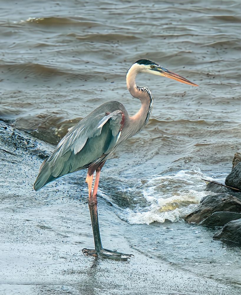 A Great Blue Heron’s Rain