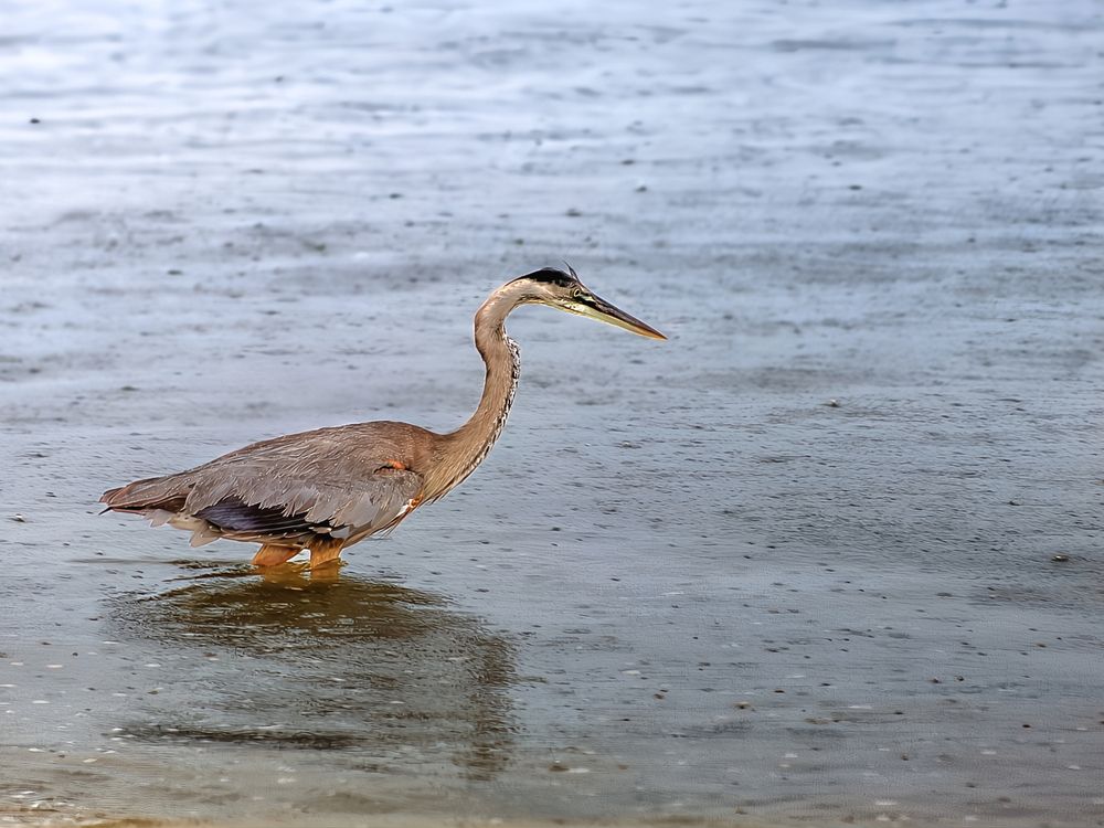 The Heron\'s Ally: Rain