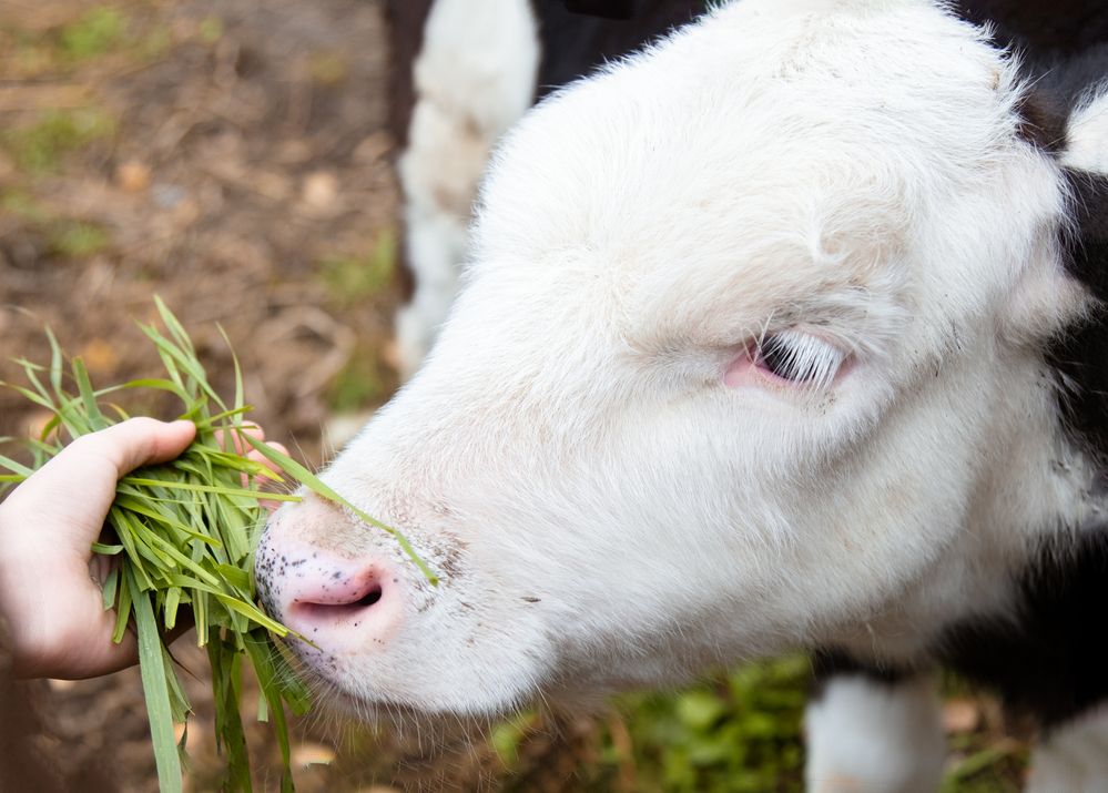 Фотография автора Angelina Pirtina