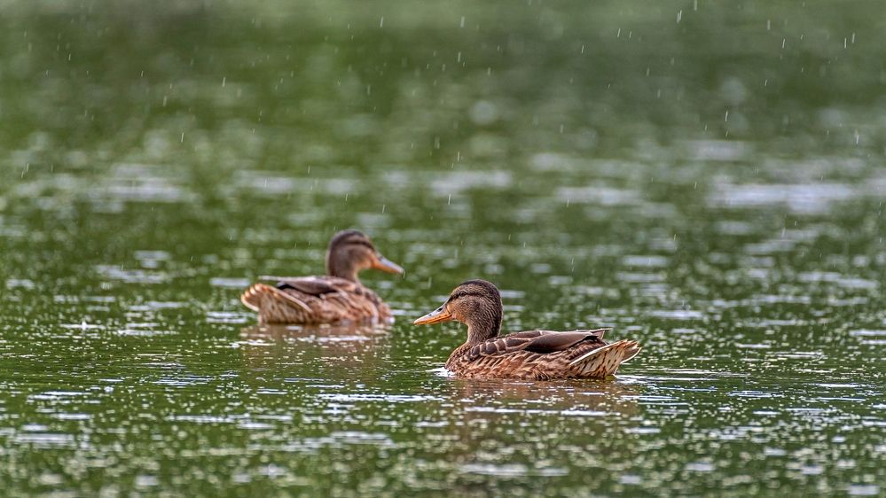 Photograph by Константин Тучин