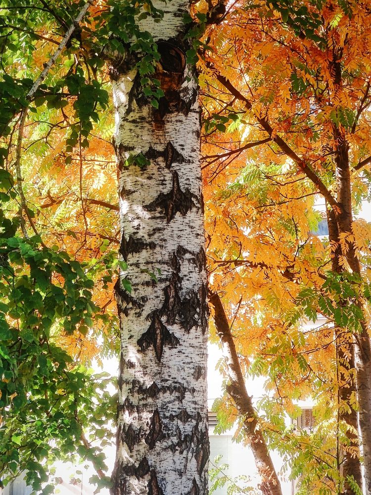 Photograph by Olena Chertous