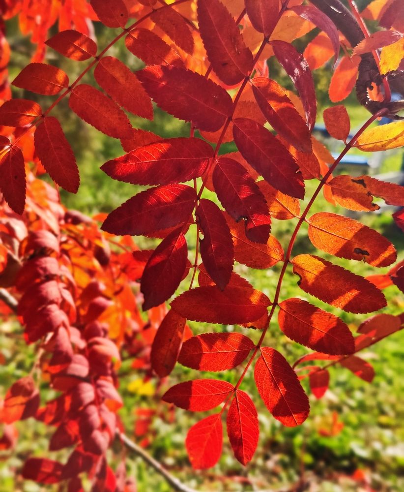 Photograph by Olena Chertous