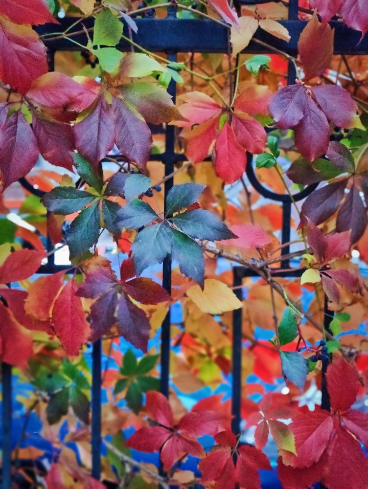 Photograph by Olena Chertous