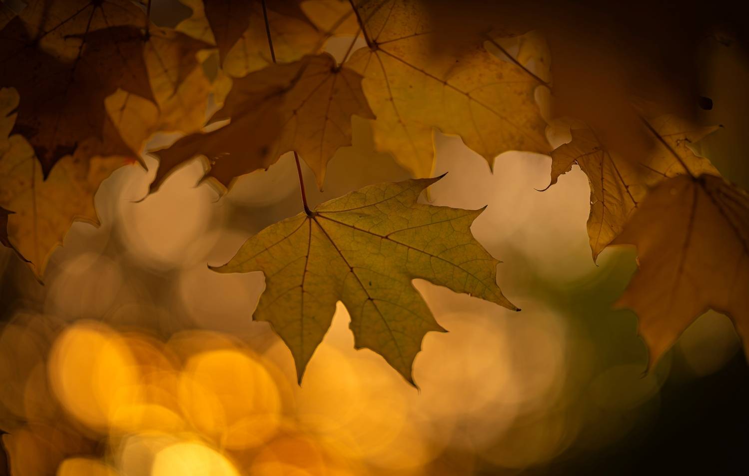 Photo #12641134