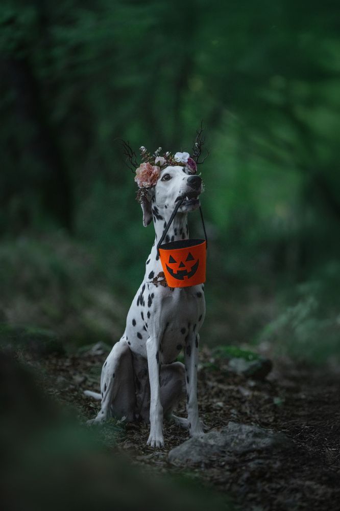 Photograph by Андрианова Ирина