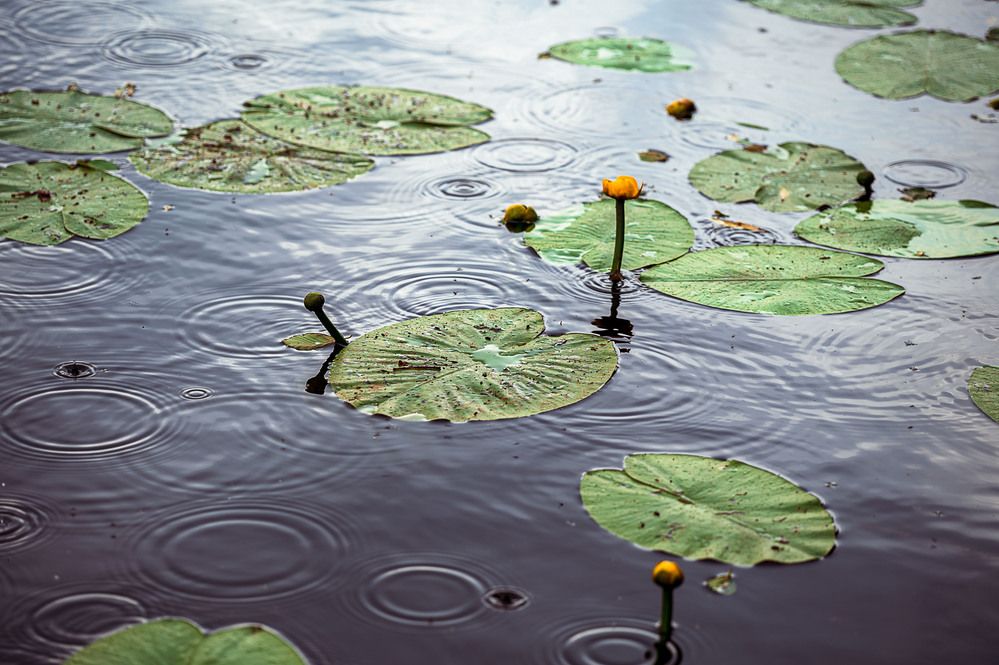 Photograph by Аверина Елена